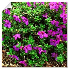 Rhododendron Keleticum